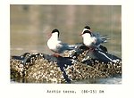 (1986) Arctic Terns