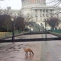 AOC Capitol Grounds crew spotted this Capitol visitor this morning.