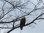 Bald Eagle photographed in West Brookfield (MA)