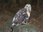Rough-legged hawk