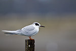 Adult non-breeding Forster's tern