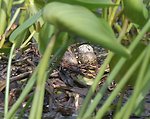 Black Tern nest
