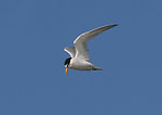 California least tern