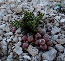 Heliotrope Milkvetch