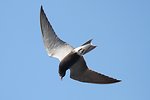 Black Tern flying