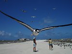  Sooty tern in flight 