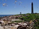Terns up at Petit Manan Island