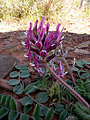 Holmgren milkvetch (Astragalus holmgreniorum)