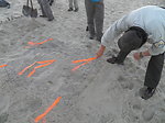 Secured Sea Turtle Nest at Dam Neck Naval Base