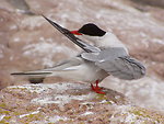 Common tern preening