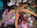 Linkia sea star - Jarvis Island NWR