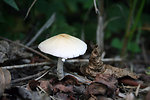 Mushroom