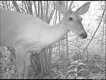 Female Deer (Doe)
