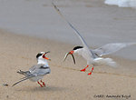 common tern feeds its young