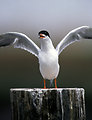 Common Tern