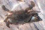  A 'peeler' crab (female).  It will shed its shell within an hour. 