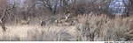 Mule deer - Minidoka NWR