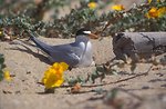California least tern nesting