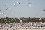 royal terns and pelicans