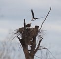 Bald eagles nesting
