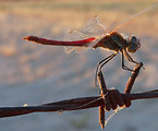 Dragonfly and wire