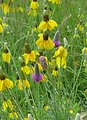 Native Wildflowers