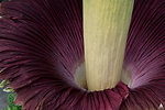 Titan arum close-up