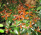 Coastal leucothoe