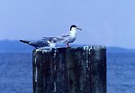  Possibly Forster's Tern perched on a piling. 