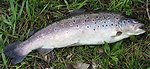 Deutsch:  Beschreibung: Bachforelle 49cm 1,6kg gefangen in der Ybbs/Niederösterreich am 13.04.2001 Bachforelle - Salmo trutta fario, subspecies of Salmo trutta Українська:  Атлантичний лосось, сьомга або озерний