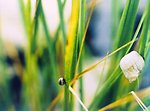  Two types of marsh snails.  The one on the right is Littorina littorina. 