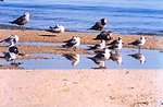  Sea gulls on a Patuxent River beach. 