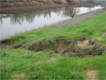 Levee erosion in the Sacramento area