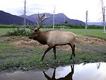  An elk on a game preserve. 