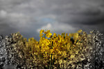 Yellow field