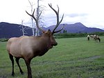  Bull elk on preserve inland from Anchorage. 