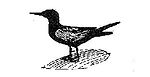 Black tern