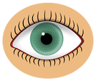 Illustration of an eye