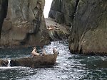  Sea Lions at the Chiswell Islands National Wildlife Refuge 