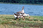  Non-native Chinese geese along the Patuxent River. 