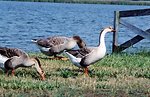  Non-native Chinese geese along the Patuxent River. 