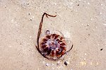  Sea nettle on a Patuxent River Beach. 