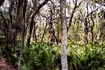  A surreal view of spanish moss covered trees and palmetto ground cover. 