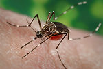 This Aedes aegypti female was from a strain of mos