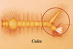 An illustration of a Culex mosquito larva identify