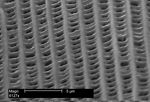 A highly magnified single scale strut-like pattern