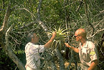 H.D. Pratt and Robert Walsh inspect bromeliad, pot