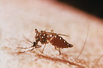 This image depicts an enorged Aedes aegypti mosqui