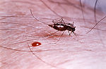 This is an Anopheles gambiae mosquito, which is a 