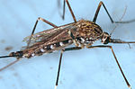 The mosquito pictured here in this 2005 photograph
